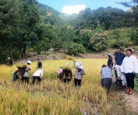 Seven new rice varieties show  35-45% higher yield at Chiechama